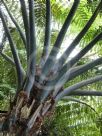 Cyathea medullaris