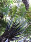 Cyathea medullaris