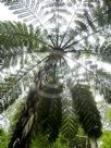 Cyathea medullaris