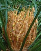 Cycas rumphii