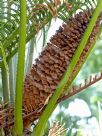 Cycas thouarsii