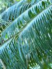 Cycas thouarsii