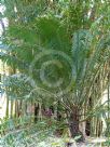 Cycas thouarsii