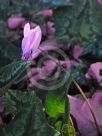 Cyclamen hederifolium