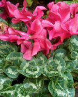 Cyclamen persicum