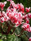 Cyclamen persicum