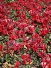 Cyclamen persicum