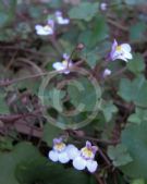 Cymbalaria muralis