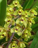 Cymbidium suave