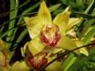 Cymbidium