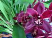 Cymbidium