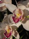 Cymbidium