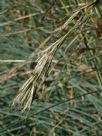 Cymbopogon ambiguus