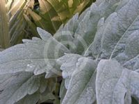 Cynara cardunculus Scolymus Group