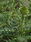 Cynara cardunculus Scolymus Group