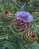 Cynara cardunculus