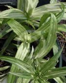 Cyperus albostriatus Variegatus