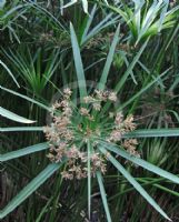 Cyperus involucratus