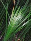 Cyperus involucratus