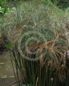 Cyperus papyrus