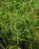 Cyperus prolifer