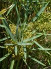 Cyperus textilis