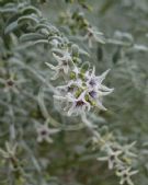 Cyphanthera albicans albicans