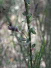 Cytisus scoparius