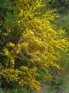 Cytisus scoparius