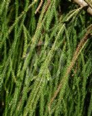 Dacrydium cupressinum