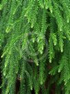 Dacrydium cupressinum