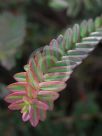 Darwinia citriodora