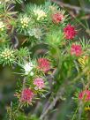 Darwinia fascicularis