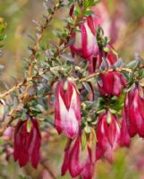 Darwinia macrostegia