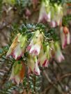 Darwinia macrostegia