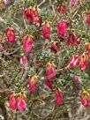 Darwinia macrostegia