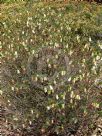 Darwinia macrostegia