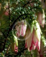 Darwinia meeboldii