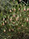 Darwinia meeboldii