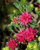 Darwinia oldfieldii