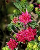 Darwinia oldfieldii