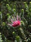 Darwinia oldfieldii