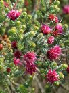 Darwinia oldfieldii