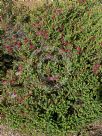 Darwinia oldfieldii