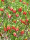 Darwinia oxylepis