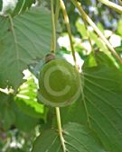 Davidia involucrata