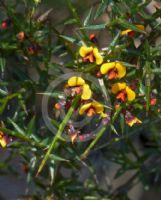 Daviesia ulicifolia