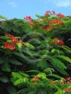 Delonix regia