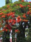 Delonix regia