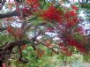 Delonix regia